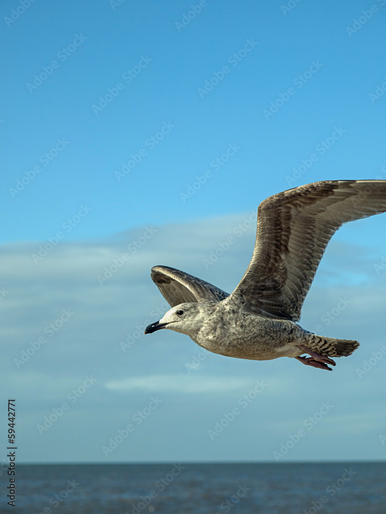 Naklejka premium Gull