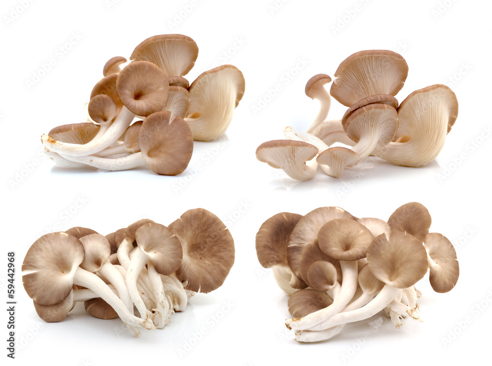 Fototapeta premium oyster mushroom on white background