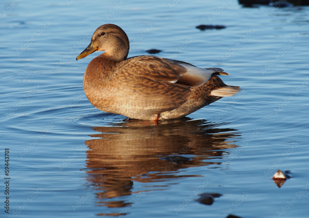 duck on the lake duck on the lake