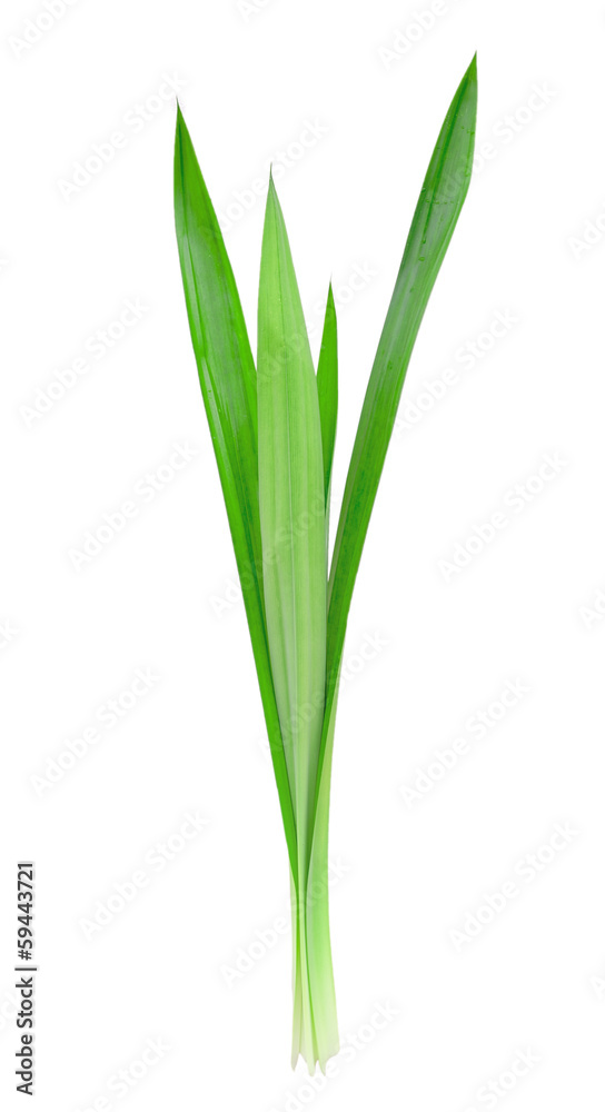 Pandanus Palm , Fragrant Pandan , Pandom wangi Pandanus Palm , Fragrant Pandan , Pandom wangi