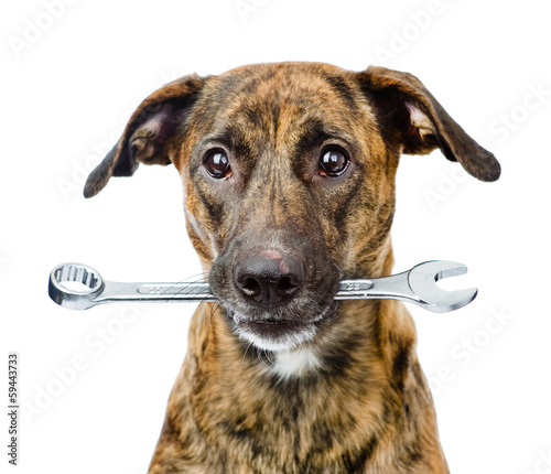dog with wrench. isolated on white background