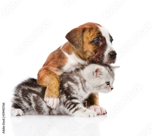 puppy hugs scottish kitten. isolated on white background © Ermolaev Alexandr