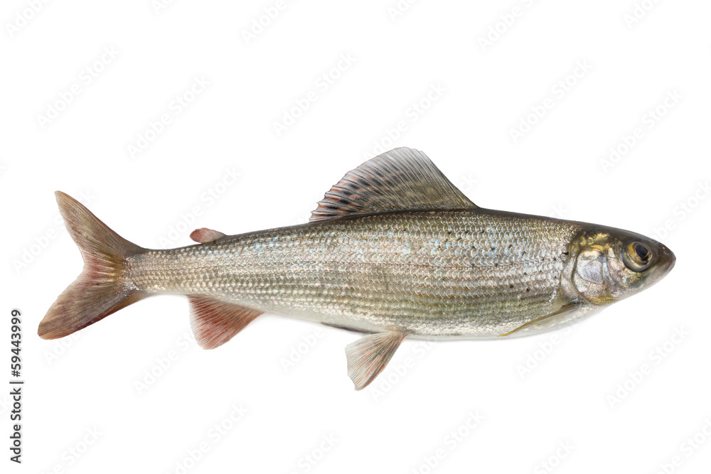 Fototapeta premium Grayling