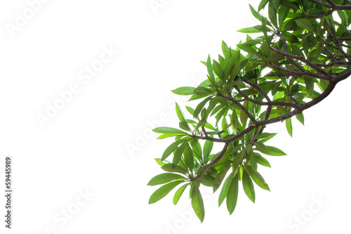 frangipani leaf background.