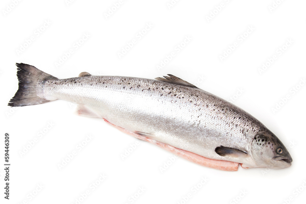 Scottish Salmon isolated on a white studio background. Scottish Salmon isolated on a white studio background.