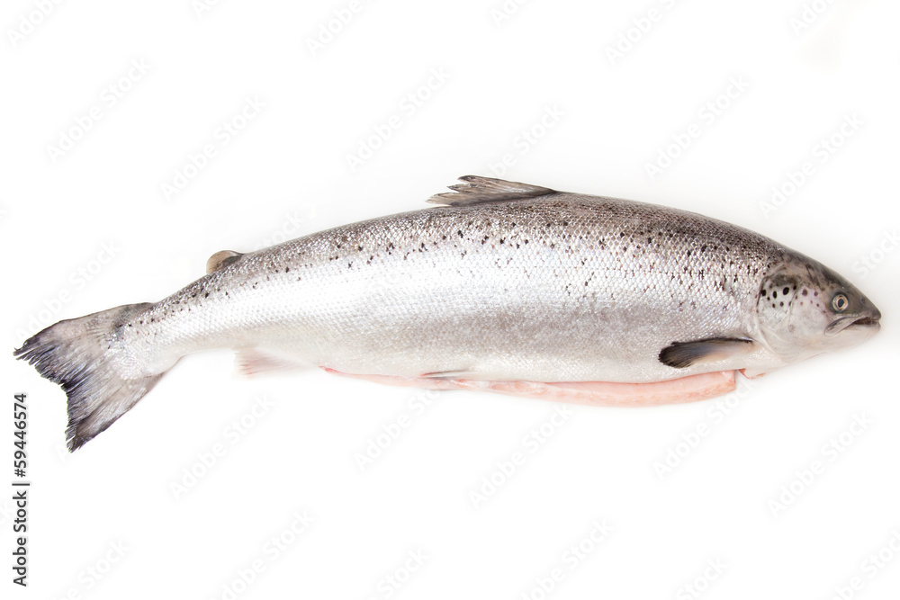 Scottish Salmon isolated on a white studio background. Scottish Salmon isolated on a white studio background.
