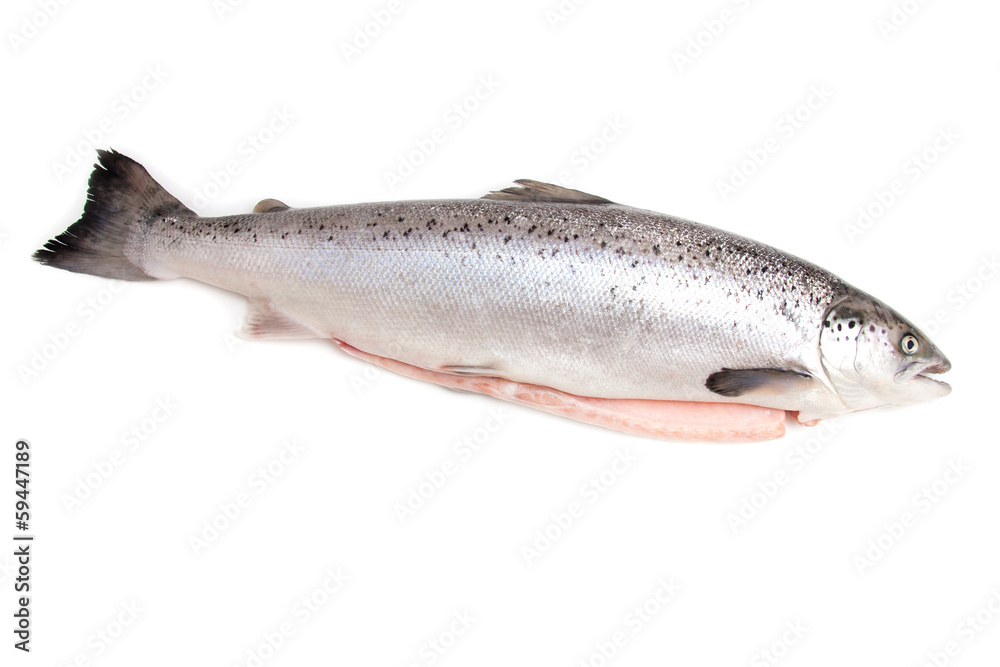 Scottish Salmon isolated on a white studio background. Scottish Salmon isolated on a white studio background.