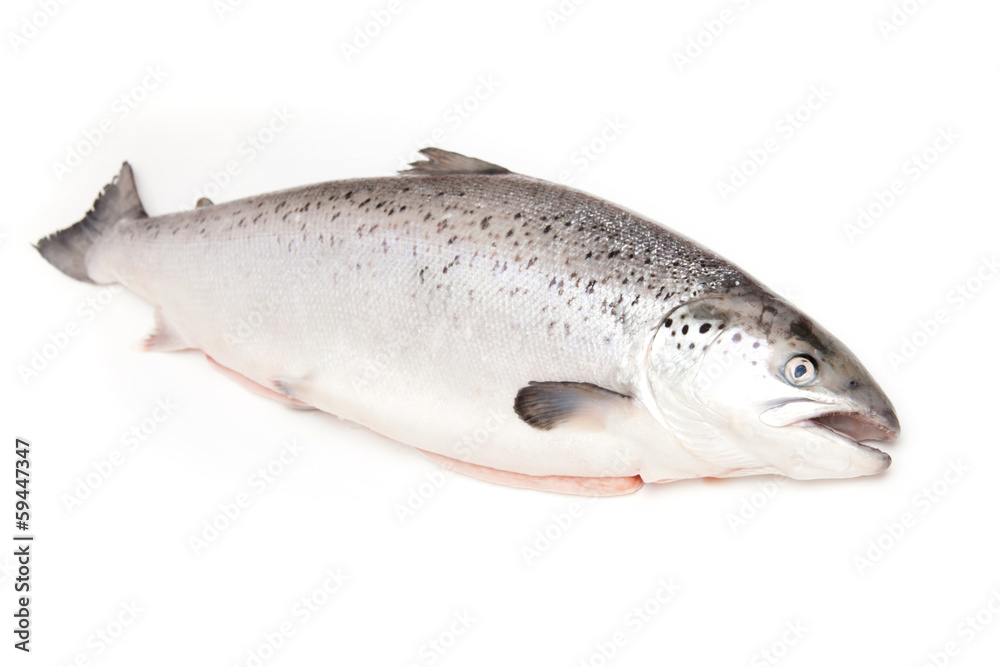 Scottish Salmon isolated on a white studio background. Scottish Salmon isolated on a white studio background.