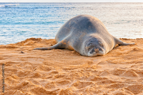 Hawaiian Monk Seal rests on Poipu beach in Kauai