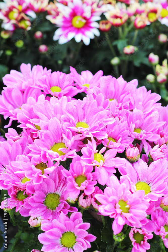 Gerbera flowers in the garden