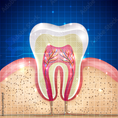 Beautiful tooth cross section illustration