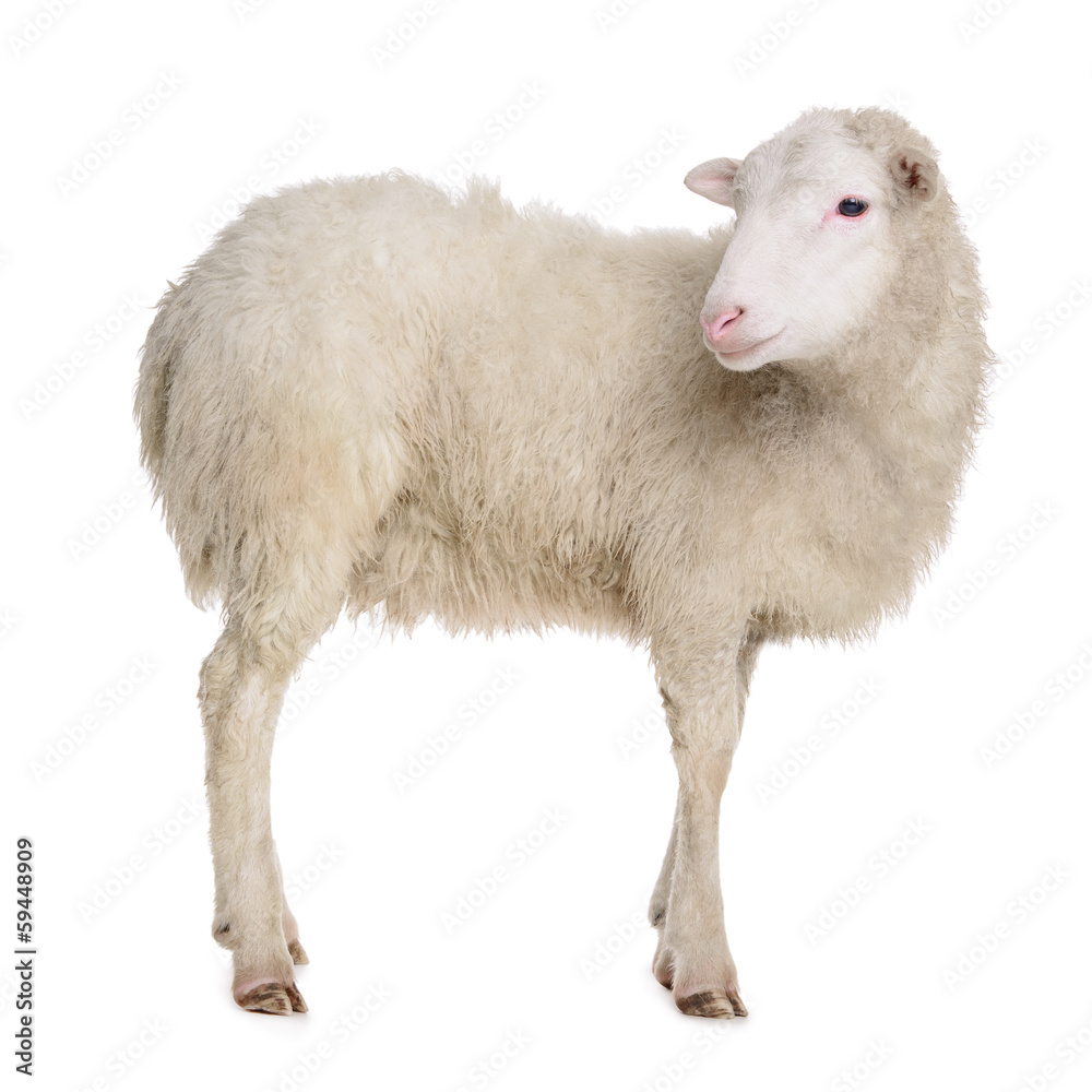 Fototapeta premium owiec na białym tle