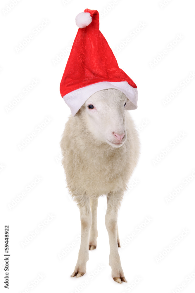 Sheep in hat Sheep in hat
