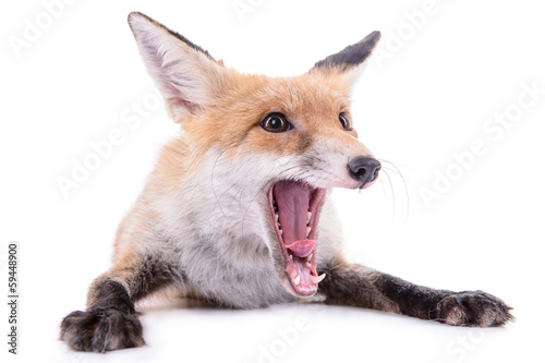 Canvas Print red fox isolated