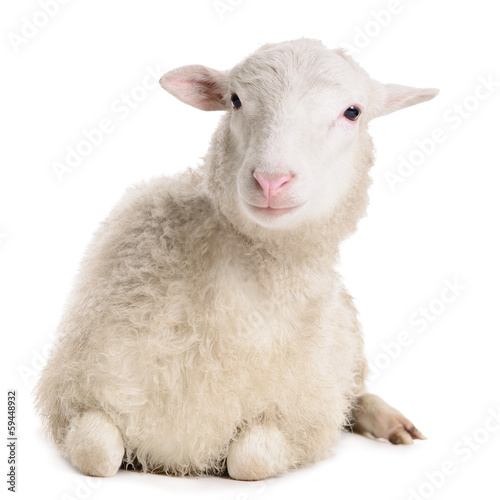 sheep isolated on white photo