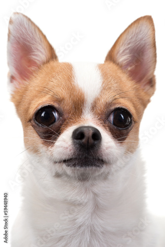 Closeup portrait of Chihuahua