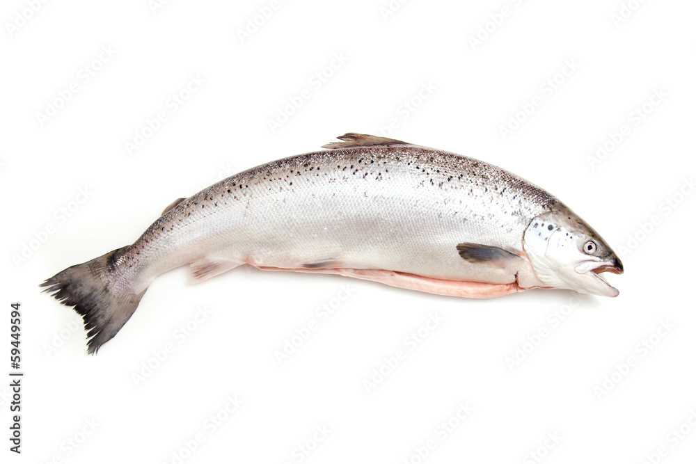 Scottish Salmon isolated on a white studio background. Scottish Salmon isolated on a white studio background.