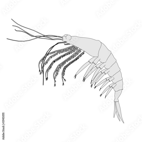 cartoon image of crustacean animal - krill