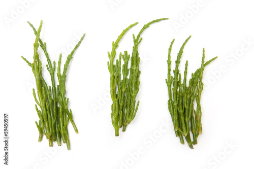 Samphire isolated on a white studio background.