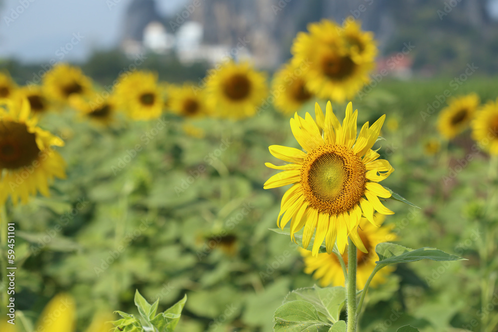 Fototapeta premium sunflower in the field
