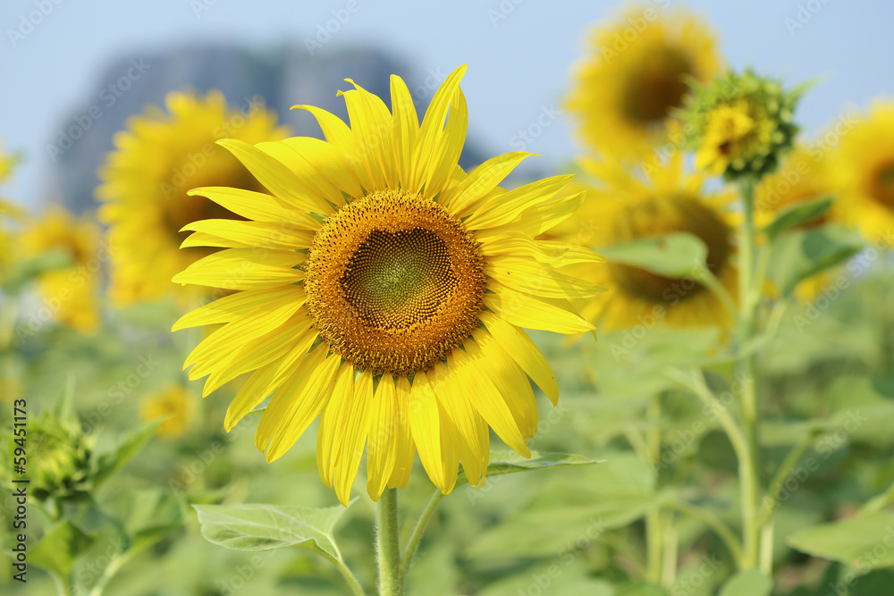 sunflower in field