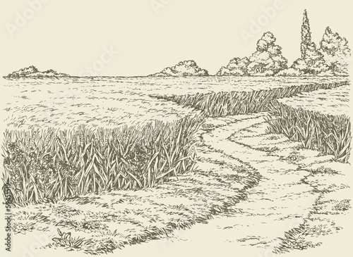 Vector summer landscape. A dirt path through fields of wheat