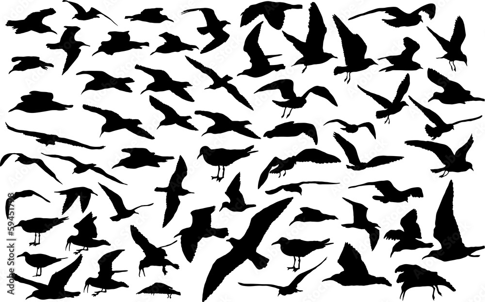 Naklejka premium Vector set of silhouettes of 60 flying seagulls