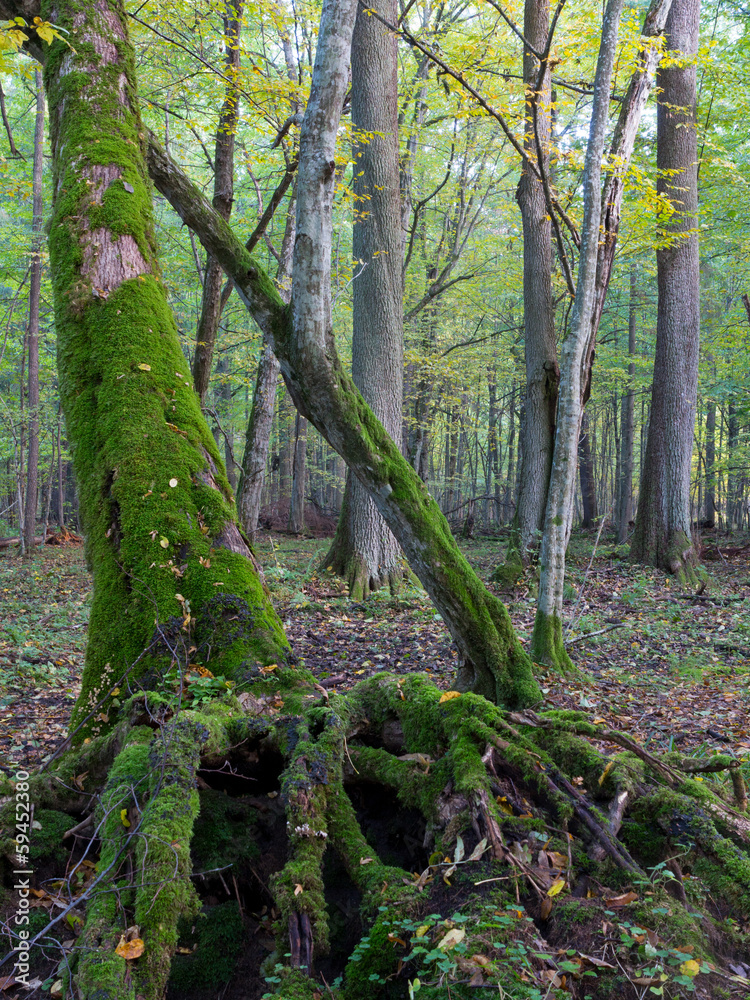 Partly broken tree moss wrapped Partly broken tree moss wrapped