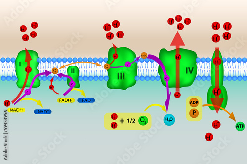 Electron transport chain photo