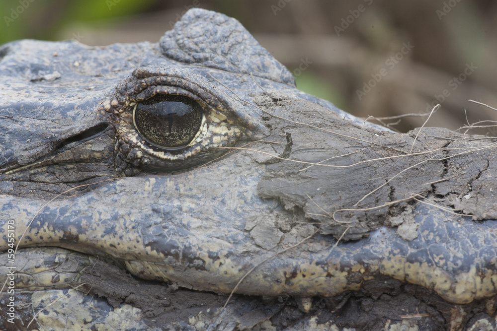 Obraz premium Spectacled caiman, Caiman crocodilus