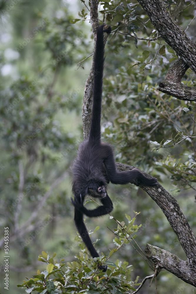 Fototapeta premium Central American Spider Monkey or Geoffroys spider monkey, Atele