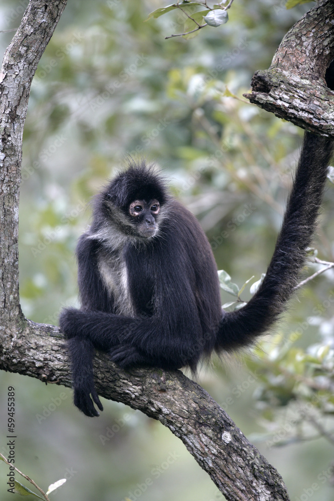 Naklejka premium Central American Spider Monkey or Geoffroys spider monkey, Atele