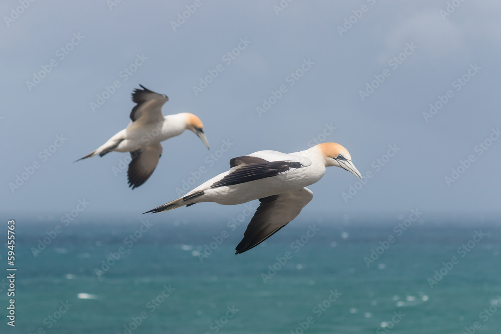Obraz premium detail of flying gannets against blue sky