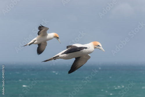 detail of flying gannets against  blue sky © Patrik Stedrak