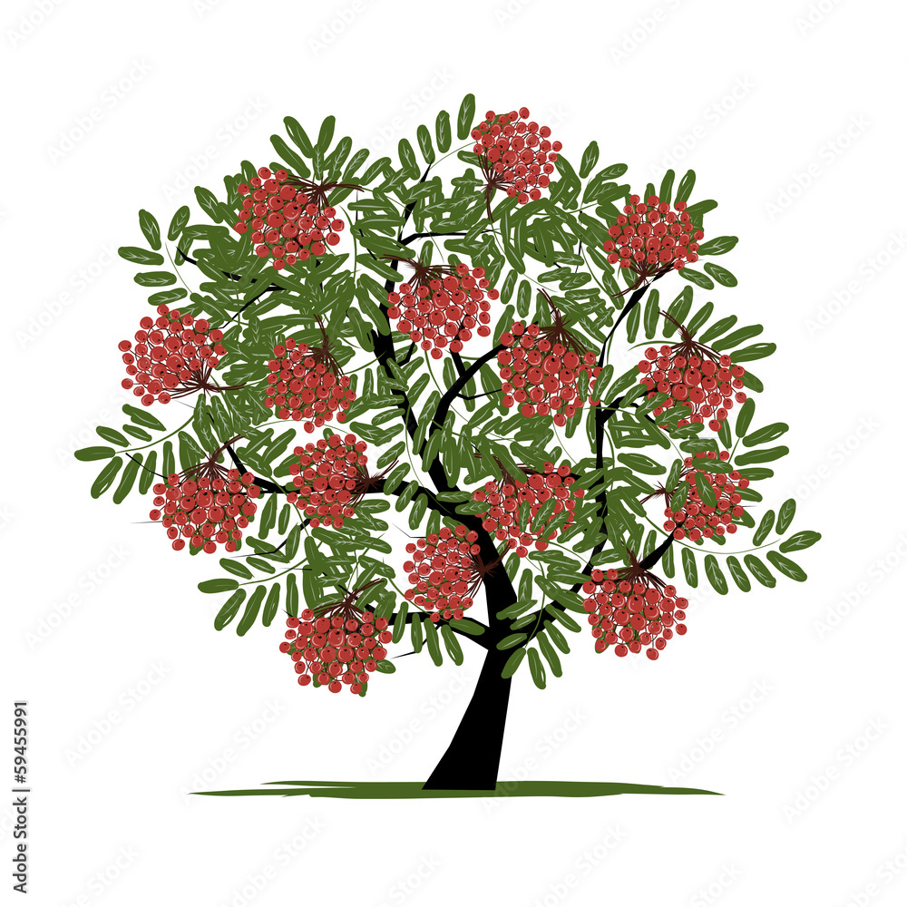 Фотография Rowan tree with berries for your design