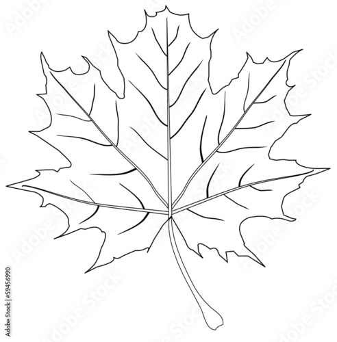 vector maple leaf outline