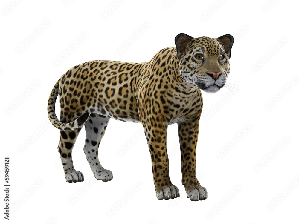 ヒョウ ヒョウ