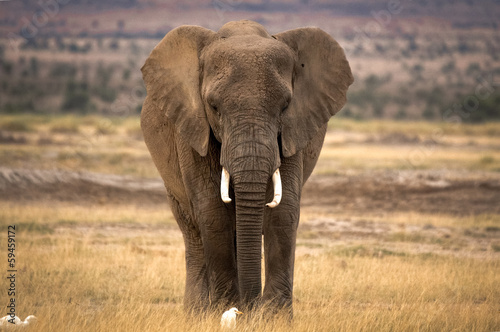 Lone elephant in savanna with cattle egret
