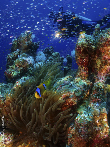 Diver, clownfish and lots of small fish between them © Istvan Juhasz