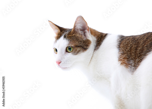 Domestic cat with green eyes over white background