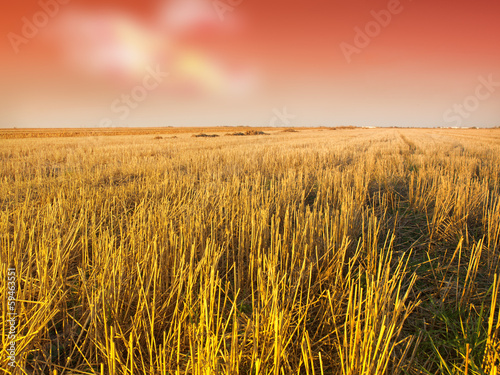 field after harvest