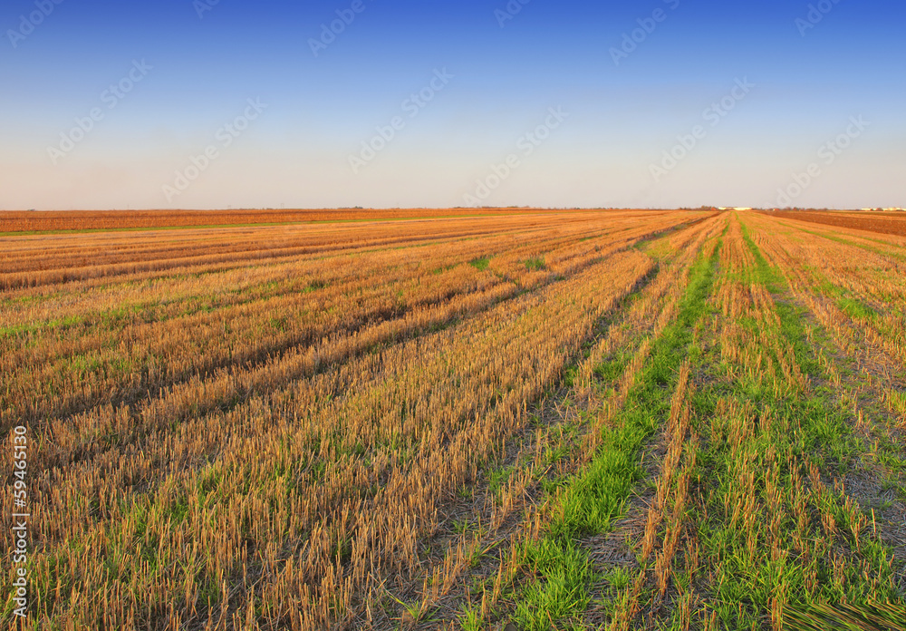 field after harvest