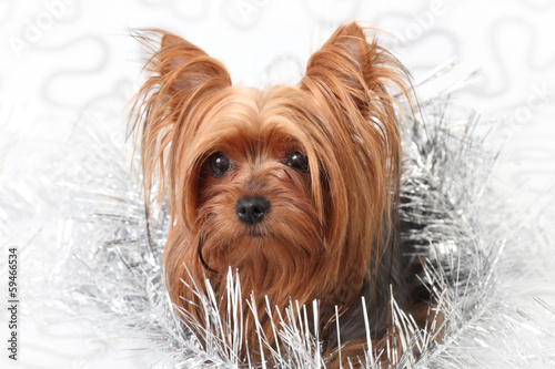 cute Yorkshire Terrier on gray background