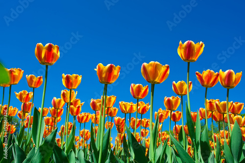 Tulip flowers