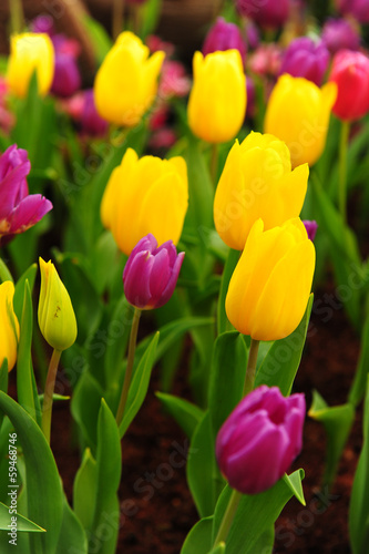 Fototapeta Naklejka Na Ścianę i Meble -  Group of Colorful Tulips