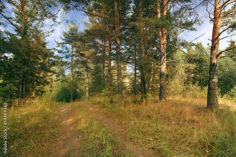 Obraz premium pinewood