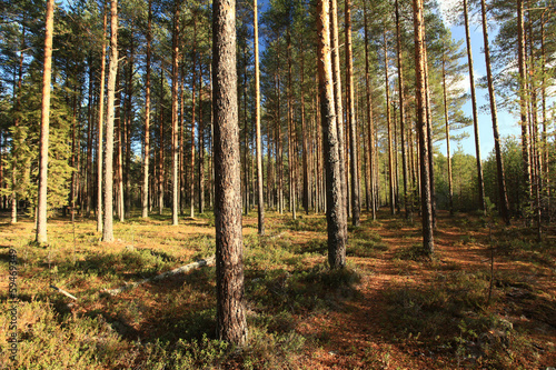pinewood