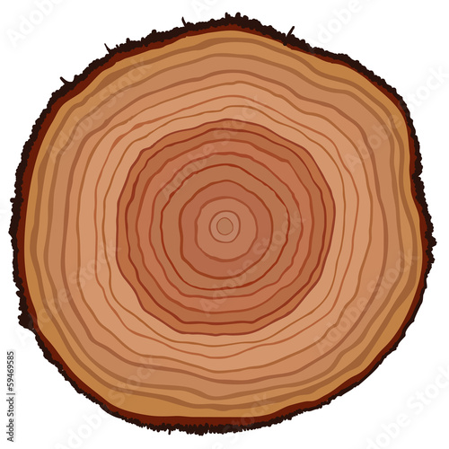 Cross section of tree stump, vector illustration