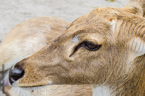 Head shot of Burmese Brow-Antlered Deer photo