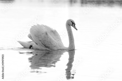 Lonely swan